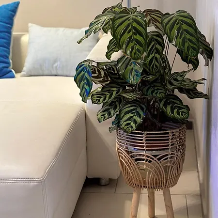 Appartement Mitten In Der Altstadt Coblence